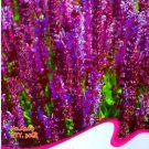 30 seeds Heirloom Salvia Officinalis Pink Woodland Sage Perennial Flower