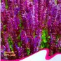 30 seeds Heirloom Salvia Officinalis Pink Woodland Sage Perennial Flower