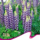 15 seeds Blue Lupinus Perennial Flowering Plant