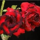 2 seeds Rosy Adenium Obesum Hassadee Red Desert Rose Flowers