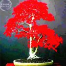 20 seeds Japanese Red Maple Bonsai Tree