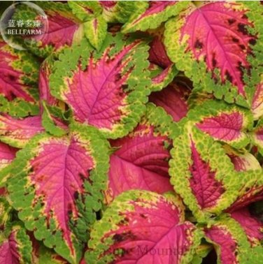 20 seeds Premium Sun Coleus Herbs Seeds