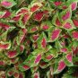 20 seeds Premium Sun Coleus Herbs Seeds