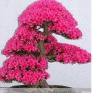50 seeds Bonsai F1 Red Azalea Hardy Rhododendron Seeds