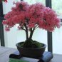 50 seeds Bonsai F1 Red Azalea Hardy Rhododendron Seeds