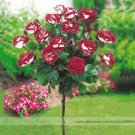 50 seeds New Hybrid Variety White Red Rose Tree Flower