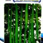 15 seeds Long Loofah Organic