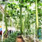 15 seeds Long Loofah Organic