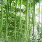 15 seeds Long Loofah Organic