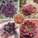 5 seeds aurus Echeveria Agavoides Romeo