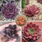5 seeds aurus Echeveria Agavoides Romeo