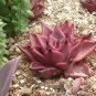 5 seeds aurus Echeveria Agavoides Romeo