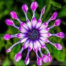 50 seeds True Rare Purple 'Hot Wheel' Chrysanthemum Flower