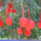 15 seeds Passiflora Parritae Huge Tubular Blooming Orange-red Flower