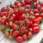 300 seeds Fire Red' Round Cherry Tomato Organic