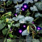 50 seedsDark Blue Pink Heart Morning Glory Ipomoea Nil Climbing Flower