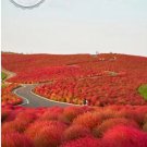 1000 seeds Red Kochia Scoparia Rare Exotic Grass Hardy Plants