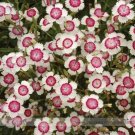 50 seeds Very Rare Maiden Pink Dianthus Deltoides 'Arctic Fire' Carnation Flower