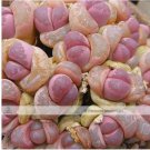 100 seeds Pink Lithops Seeds