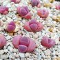 100 seeds Pink Lithops Seeds