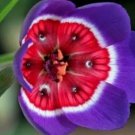 100 seeds Tricolor Sparaxis Seeds Purple White Red Big Ornamental Flowers