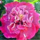 100 seeds Double Flap Hibiscus Flower Seeds - Pink Flowers