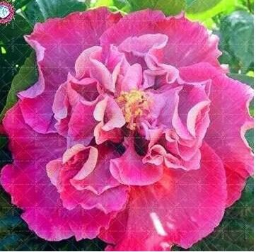 100 seeds Double Flap Hibiscus Flower Seeds - Pink Flowers