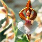 200 seeds Japanese Monkey Face Orchid Flower