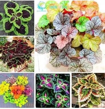 100 seeds Rare Coleus Plants
