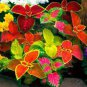 100 seeds Rare Coleus Plants