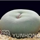 100 seeds Ball Conophytum vanzylii Lithop Seeds