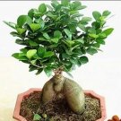 20 seeds  Banyan Tree Seed Ficus Ginseng