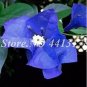 50 seeds Bougainvillea Seeds - Blue Colors