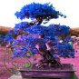 50 seeds Bougainvillea Seeds - Blue Colors