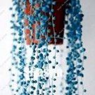 200 seeds Blue Pearl Chlorophytum Bonsai Seeds