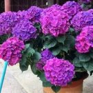50 seeds Hydrangea Seeds