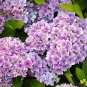 50 seeds Hydrangea Seeds