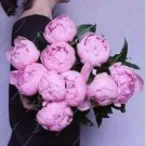 10 seeds Chinese Peony Tree Seeds - Light Pink Double Flowers Ball Type