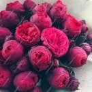 10 seds Chinese Peony Tree Seeds