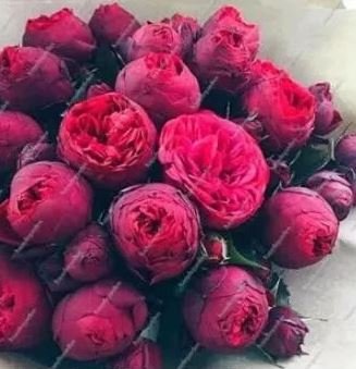 10 seds Chinese Peony Tree Seeds