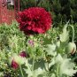 10 seds Chinese Peony Tree Seeds