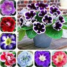 100 seeds Gloxinia Seeds - Mixed Purple Red Black Pink ect 8 Colors