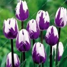 100 seesd Tulip Seeds - Purple White Flowers