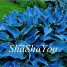 200 seeds Hosta Seeds - Greyish Blue Color