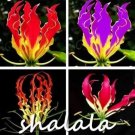 100 seeds GLORIOSA SUPERBA Seeds