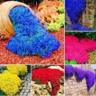 100 seeds Mixed Creeping Thyme Seeds Mixed 6 Colors