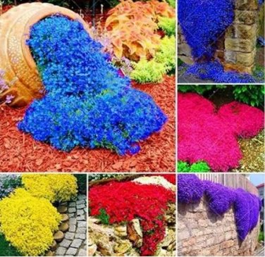 100 seeds Mixed Creeping Thyme Seeds Mixed 6 Colors