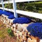 100 seeds Mixed Creeping Thyme Seeds Mixed 6 Colors