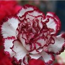 100 seeds Colorful Carnations Seeds Dianthus Caryophyllus Cut Flowers