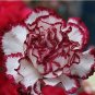 100 seeds Colorful Carnations Seeds Dianthus Caryophyllus Cut Flowers